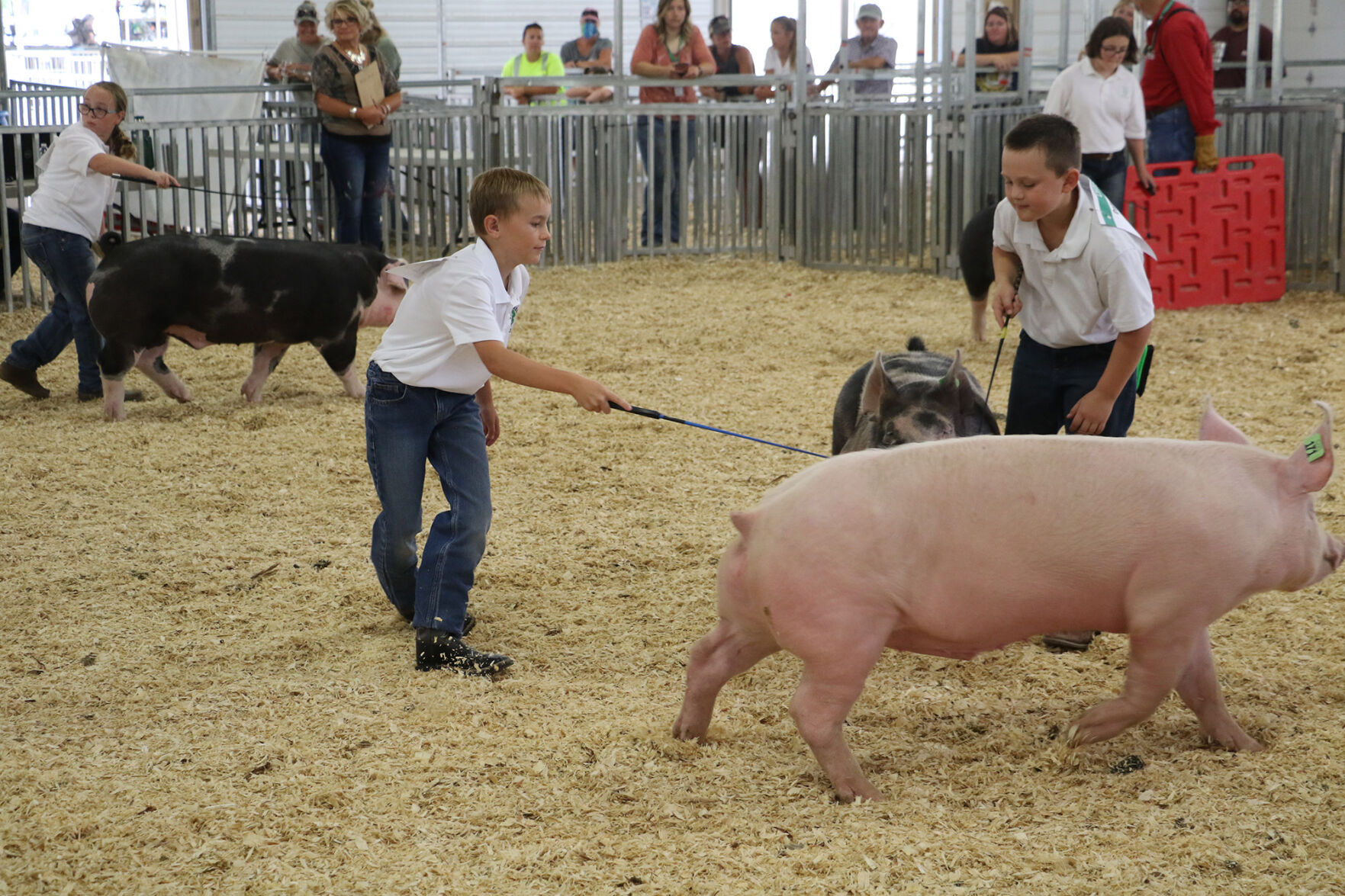 PHOTOS: Pig Showmanship